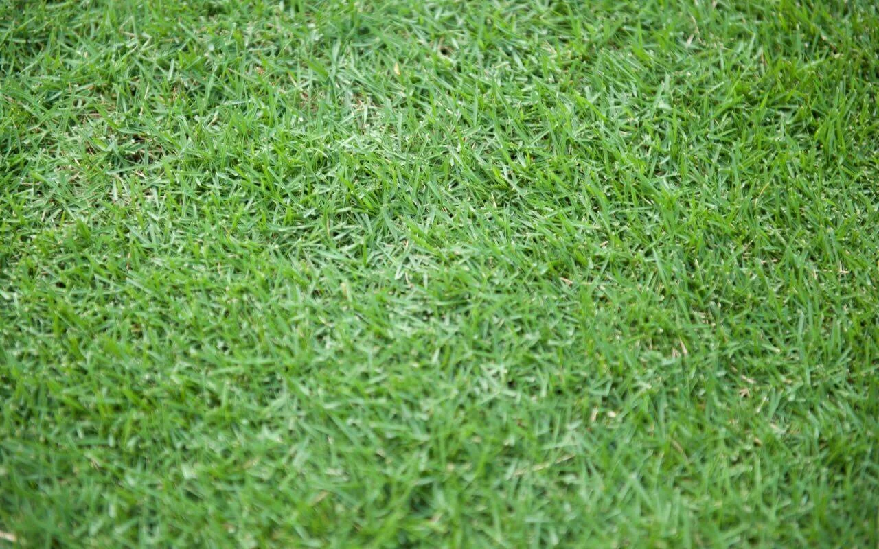 Zoysia