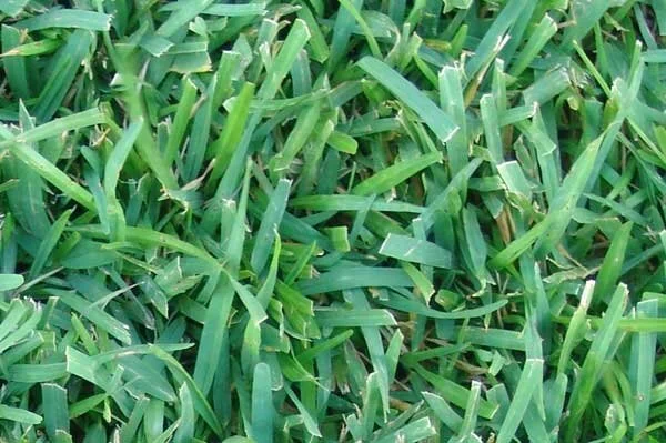 centipede-grass