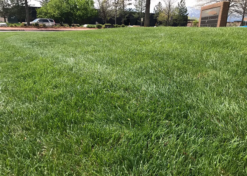 fescue_outsie